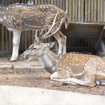 sika deer