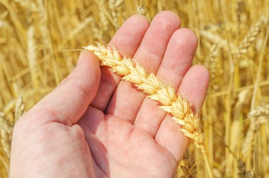 golden harvest in farmers hand over field