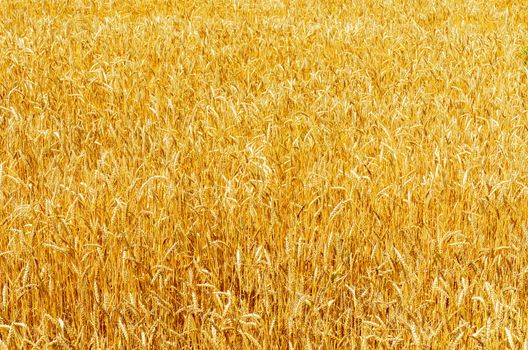 yellow ripe harvest field. soft focus