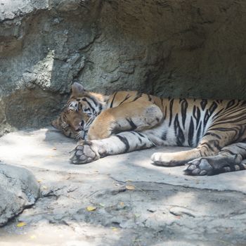 sleep tiger