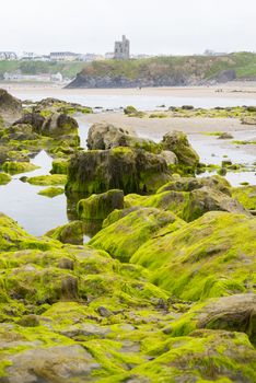 seaweed covered rocks with castle and cliffs on ballybunion beach in county kerry ireland