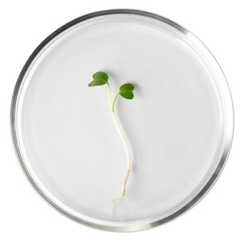 Seedling in petri dish isolated on white background