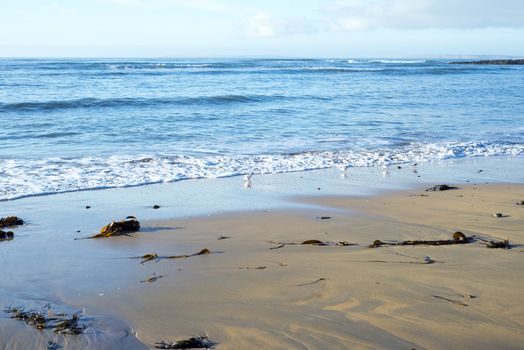 wild atlantic way birds on the beach in Beal county Kerry Ireland