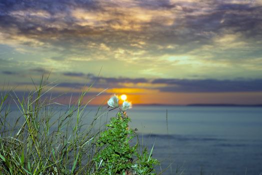 beautiful yellow sunset over loop head with silhouetted wild tall thistles on the wild atlantic way in ireland