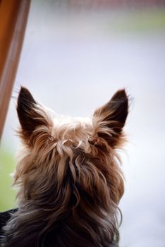 young mini yorkie dog looking out of the window