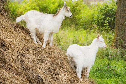 Two White Little Goats in Sunny Summertime