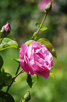 Single Rose Flower Over Natural Green Background