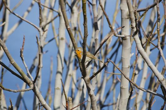 Robin Bird at Tree Branches Over Blue Sky