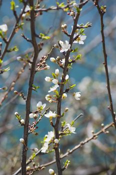 Photo of The Spring Tree Blossom