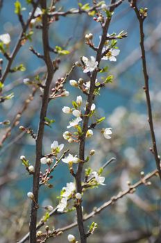 Photo of The Spring Tree Blossom