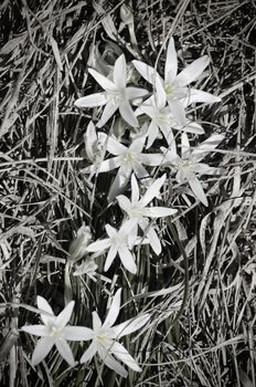 Flower in Grey Over Natural Background in Summertime