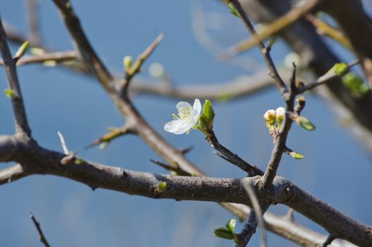 Photo of The Spring Tree Blossom