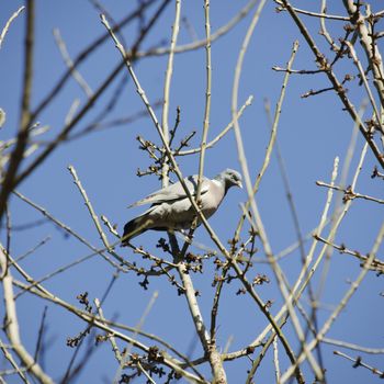 Photo of Single Turtledove at Tree