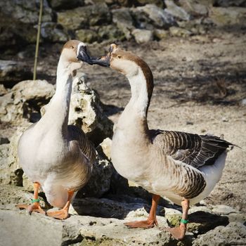 Two Gooses in Love Springtime