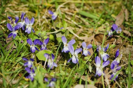 Wild Viola Flower Over Green Grass