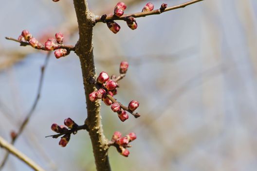 Photo of The Spring Tree Blossom