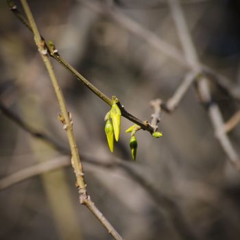 Forsythia Flower Spring Blossom