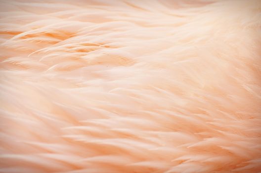 Photo of the Bird Pink Feather Background