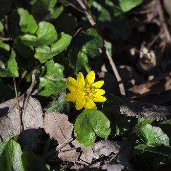 Flower Over Natural Background in Summertime