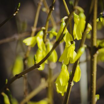 Forsythia Flower Spring Blossom