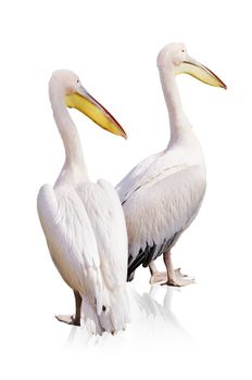 Pelicans Over White Background