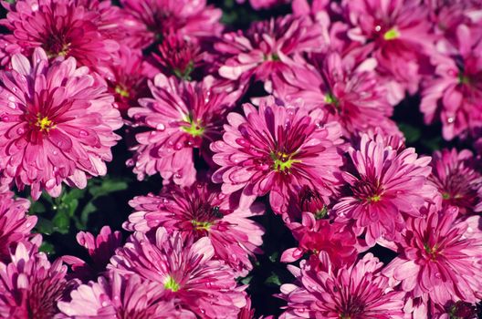 Photo of the Chrysanthemum Flower Background