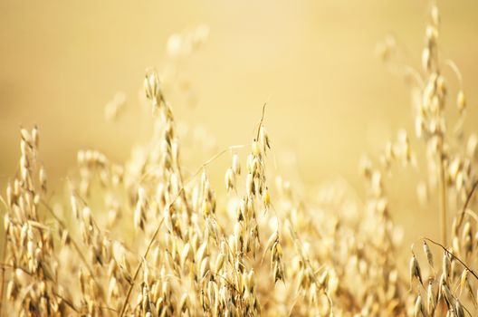 Photo of The Harvesting Oat Field Background