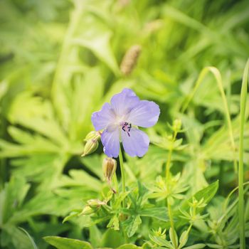 Flower Over Natural Background in Summertime