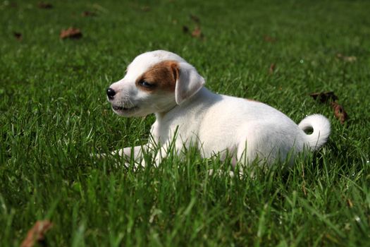 Beagle puppy lying on the grass bored