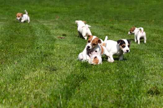 Beagle puppies chasing and playing on the grass