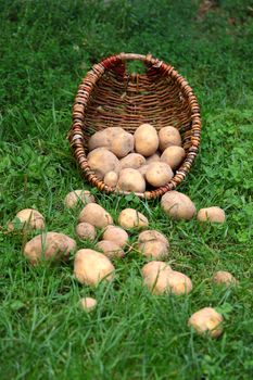 Potatoes on the grass sprinkled from an old wicker basket