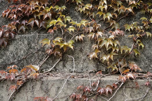 Old concrete wall overgrown with ivy green