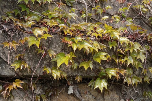 Old concrete wall overgrown with ivy green