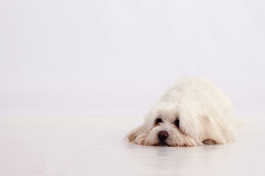 Maltese dog is sad on white background with place for text