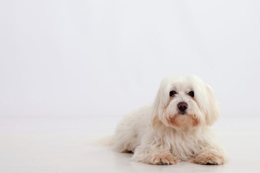 Maltese dog lying on a white background with place for text
