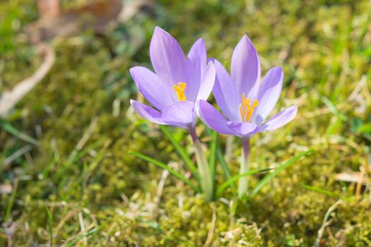 Beautiful spring sunlight crocus pastel flowers on sunshine Alpine meadow. Stock photo with shallow DOF and selective soft focus.