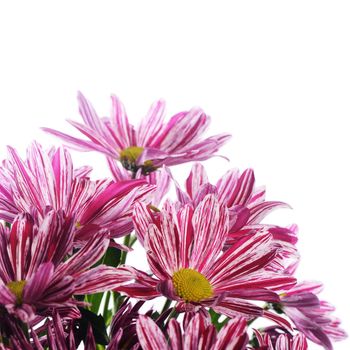 Flower pink chrysanthemums on isolated white background