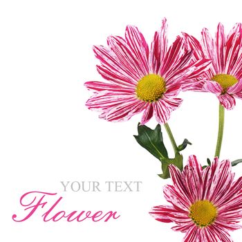 Flower pink chrysanthemums on isolated white background