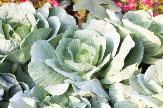 cabbage. Planted in the garden plots. The large and growing space.