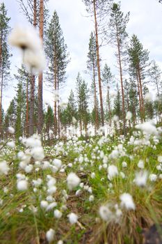 Blooming white flowers of Cottongrass in Lapland pine forest