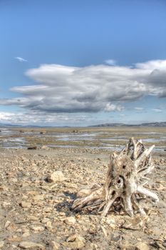 Summer arctic landscape with lake, mountains and dry tree root