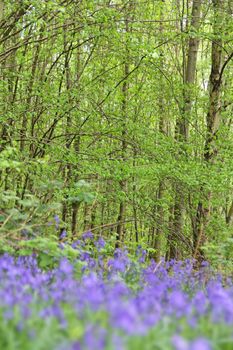 Beautiful landscape with Bluebell flowers in spring forest