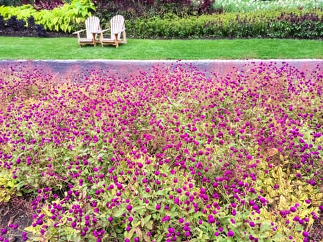 Summer garden with purple flowers and wooden chairs.