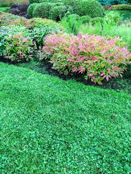 Decorative plants and green lawn in the summer garden.