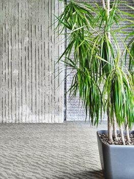 Green tropical plant decorating a room with gray walls and floor.