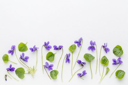 fresh viola flowers  and leaves on art canvas with a copy space - springtime concept