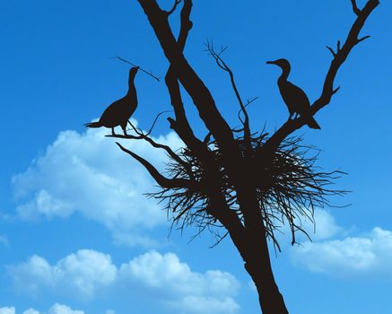 cormorants nest in the dry tree