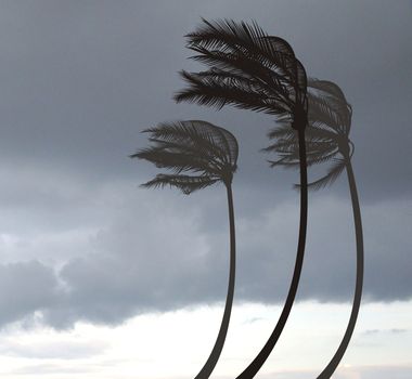 Illustration of tree palms in the Storm