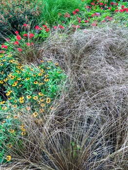 Decorative grass and blooming flowers in a summer garden.