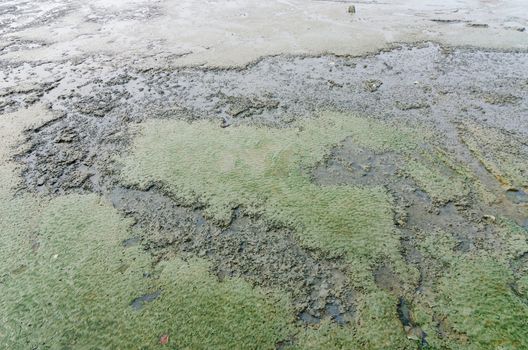 Mud and sea in Koh samet Thailand